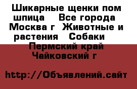 Шикарные щенки пом шпица  - Все города, Москва г. Животные и растения » Собаки   . Пермский край,Чайковский г.